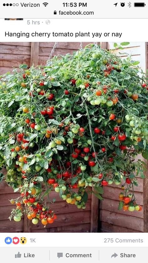 Lattice Vegetable Garden Trellis, Tumbling Tom Tomatoes, Tomato Pots Growing, Growing Tomatoes In Pots, Cherry Tomato Plant, Growing Organic Tomatoes, Growing Tomato Plants, Growing Tomatoes In Containers, Grow Tomatoes