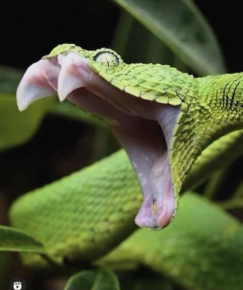 Snake Yawning, Bush Viper, Scary Snakes, Snake Images, Snake Photos, Viper Snake, Pretty Snakes, Cute Reptiles, Cute Snake