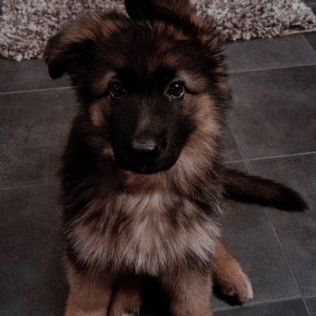 Brown Animals, Lily Luna Potter, German Sheperd Dogs, Brown Puppies, Animal Aesthetic, Super Cute Puppies, Very Cute Dogs, Pretty Dogs, Pretty Animals