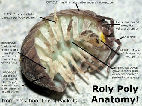 Everything you want to know about Pill Bugs, Roly Polys, Sow Bugs, Woodlice, or Potato Bugs!  Plus, fun science experiments!! #preschool Bug Poster, Pill Bugs, Potato Bugs, Woodlice, Pill Bug, Garden Bugs, Science Crafts, Cool Bugs, Cool Science Experiments