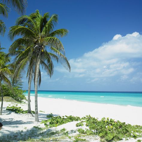 http://www.itaka.pl/nasze-kierunki/kuba.html Cuba Beach, Cuba Island, Cuba Holiday, Varadero Beach, Cuba Beaches, Cuba Photography, Cuba Photos, Varadero Cuba, Palm Tree Sunset