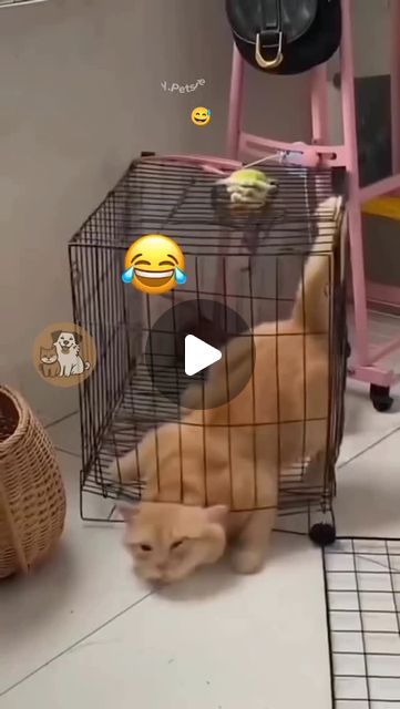 Cats On Treadmill, Laughing Sound, Cat Videos Hilarious, Plants Funny, Extreme Flexibility, Hilarious Cats, Cat Jokes, Cute Animal Memes, Cat Hacks