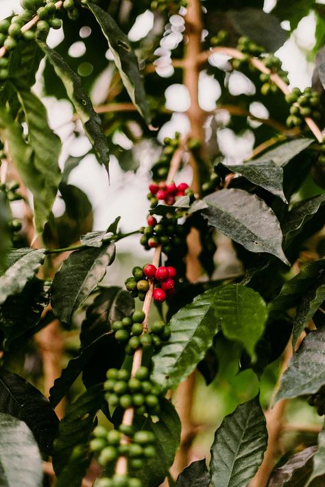 Sunshower Farms | Kona Coffee Farm and Event Venue Coffee Farming, Coffee Cupping, Coffee Process, Farming Techniques, Kona Coffee, Coffee Farm, Real Coffee, Coffee Uses, Sustainable Farming