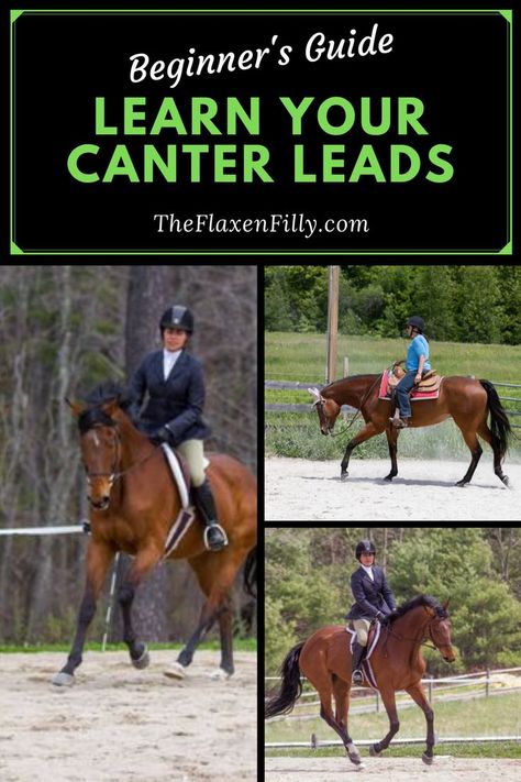 Learn how to pick up the correct lead at the canter. English Horseback Riding, Dressage Exercises, Horse Training Exercises, Horseback Riding Tips, Horseback Riding Lessons, Horse Lessons, Horse Information, Dressage Training, Horse Exercises