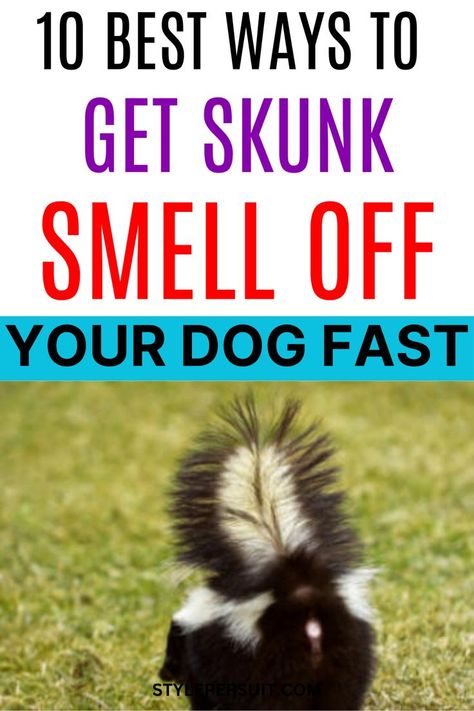 Dealing with a skunk-sprayed dog can be a challenging and smelly situation for any pet owner. Skunk spray contains compounds called thiols, which are responsible for the strong odor that can linger on your dog's fur. While the smell can be overpowering, there are effective methods and remedies to help eliminate it. Here, we explore the ten best ways to get skunk smell off your dog, ranging from household ingredients to specialized products designed for this purpose. Dogs Sprayed By Skunk, Get Skunk Smell Off Dog, Skunked Dog Remedies, Removing Skunk Smell From Dog, Diy Skunk Smell Remover Dogs, Essential Oils For Skunk Smell On Dog, Dog Skunk Smell How To Remove, Dog Sprayed By Skunk How To Remove, Dog Skunk Remedy