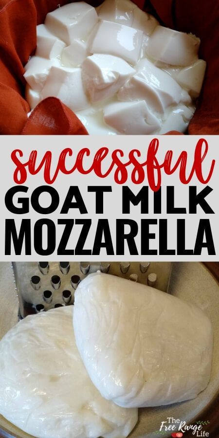 Goats Milk Mozzarella Cheese, Making Goat Cheese How To, Making Cheese From Goat Milk, Easy Goat Milk Recipes, How To Pasteurize Goat Milk, Goat Milk Butter Recipe, How To Make Goat Cheese At Home, What To Make With Goat Milk, Goat Milk Cheese Recipe