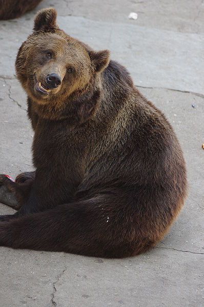 Korean Peninsula, Yogi Bear, Wolf Spirit Animal, Big Animals, Wolf Spirit, Bear Pictures, Wildlife Photos, Love Bear, Grizzly Bear