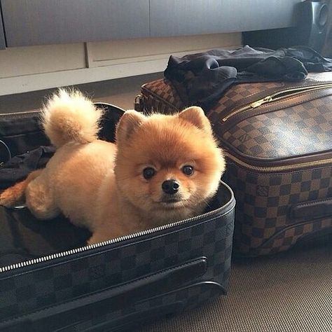 Richest Dogs on Instagram Pomeranian Teddy Bear Cut, Rich Dog, Chow Chow Puppy, Cute Pomeranian, Blue Merle, Pomeranian Dog, Pomeranian Puppy, Sweet Dogs, Funny Animal Pictures