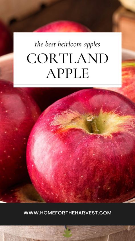 Courtland Apple Recipes, Cortland Apple Recipes, Cortland Apples, Apple Tree Care, Popular Pies, Insect Eggs, Mcintosh Apples, Gourmet Apples, Eat Fresh