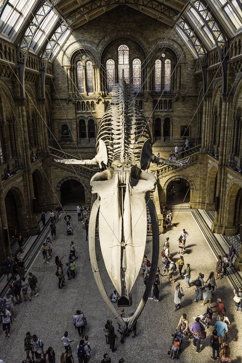 Hope The Blue Whale Skeleton Natural History Museum London - Minority Nomad Blue Whale Skeleton, Whale Skeleton, Museums In London, Museum Of Curiosity, Natural History Museum London, Natural Philosophy, Museum Exhibition Design, London Museums, Science Museum