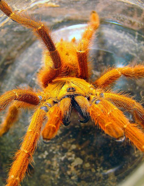 Usumbara orange baboon tarantula by Furryscaly, via Flickr Orange Animals, Arachnids Spiders, Spider Face, Spiders And Snakes, Orange Spider, Cool Insects, Beady Eye, Cool Bugs, Jumping Spider