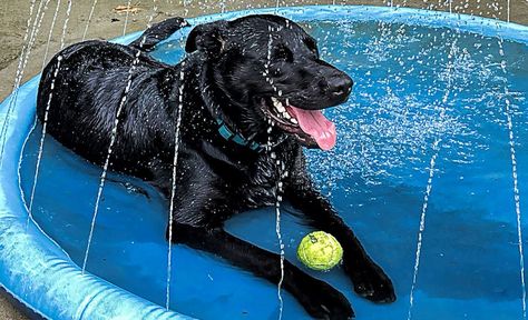 Dog Splash Pad Diy, Dog Splash Pad, Diy Splash Pad, Fountains Backyard, Splash Pad, Water Party, Creative Valentines, Diy Valentines Crafts, Play Space