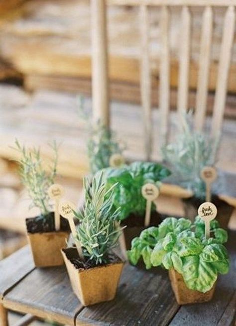 plotted plants wedding favor / http://www.himisspuff.com/potted-plants-wedding-decor-ideas/6/ Herb Wedding, Place Setting Cards, Tattoo Plant, Creative Wedding Favors, Engagement Dinner, Inexpensive Wedding Favors, Elegant Wedding Favors, Wedding Crashers, Wedding Favors Cheap