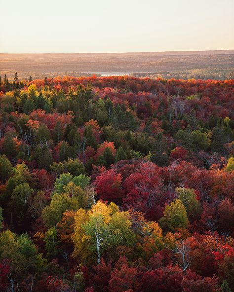 Fall, fall colors, mn, minnesota, minnesota travel, explore minnesota. Finland MN. Fire tower, fire tower adventures  Views from the fire tower 🫡 Minnesota Fall, Minnesota Landscape, Fire Tower, Minnesota Landscaping, Minnesota Travel, Twin Cities, Fall Foliage, The Fire, Finland