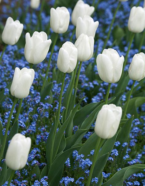 How to recreate the white garden at Sissinghurst – in pictures | Life and style | The Guardian Allotment Planning, Flower Garden Plans, Famous Gardens, Gladioli, Tulips Garden, Garden Bulbs, Moon Garden, Have Inspiration, Urban Gardening