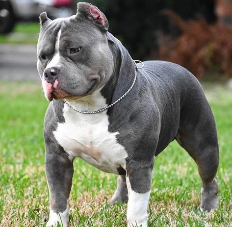 Beautiful and Blue & White Bully Blue, Pitbull Bully, Pitbull Dog Breed, Pit Dog, American Bullies, Bully Breeds Dogs, Bully Breed, Huge Dogs, Pitbull Puppy