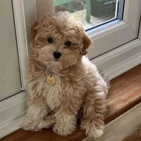 Mini Maltipoo, Poodle Puppy Training, Cute Fluffy Puppies, Maltipoo Dog, Puppy Mom, Teddy Bear Dog, Cute Dogs Images, Very Cute Puppies, Maltipoo Puppy