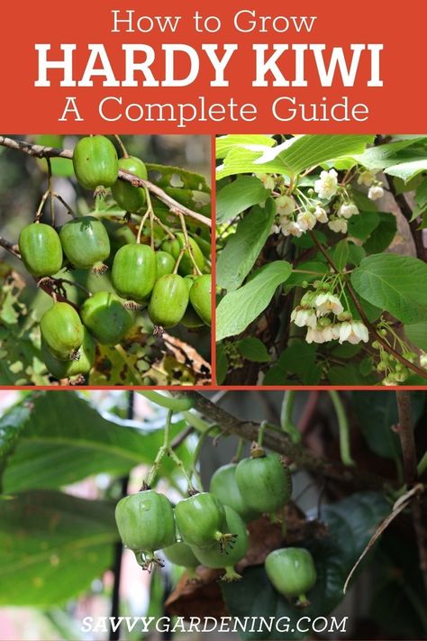 Kiwi Vine How To Grow, How To Grow Kiwi From Seed, Kiwi Tree, Growing Kiwi, Kiwi Plant, Mini Orchard, Kiwi Growing, Fruits To Grow, Fruit Farming