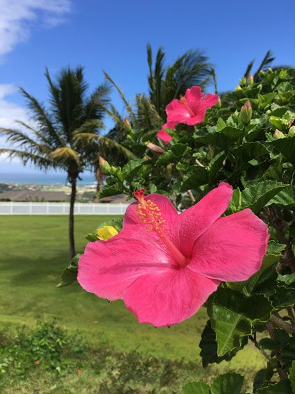 Pink Hibiscus Flower, Pink Hibiscus, Hawaiian Culture, A Beautiful Flower, Hibiscus Flower, Hibiscus Flowers, Beautiful Flower, Maui, Hibiscus