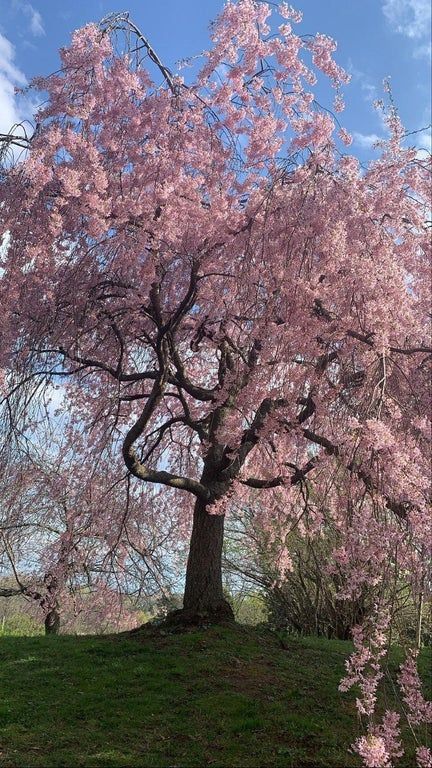 Weeping cherry tree in Rochester, NY [OC] [828x1472] : EarthPorn Cherry Blossom Willow Tree, Weeping Cherry Blossom Tree, Gingerbread Victorian House, Willow Trees Garden, Cherry Blossoms Tree, Magical Cottage, Queen Of Angels, Blue Witch, Museum Garden