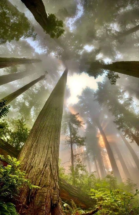 Can Gio Mangrove Forest, Humboldt County California, Redwood National And State Parks, Us National Forests, El Yunque National Forest, Panorama Photography, Humboldt County, Forest Pictures, Nature Forest