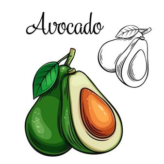 Avocado Vector, Avocado Drawing, Vegetable Drawing, Fruit Art Drawings, Alphabet Crafts Preschool, Homemade Books, Vegetable Pictures, Learn To Sketch, Food Doodles