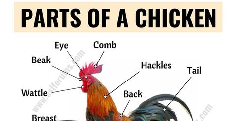 Parts of a chicken! Chicken anatomy! In this lesson, you will learn a list of parts of the chicken in English with ESL picture and example sentences to hel Parts Of A Chicken, Chicken Anatomy, Animal Body Parts, Animal Anatomy, Kids English, Interesting English Words, Learn English Vocabulary, English Language Learning, English Phrases