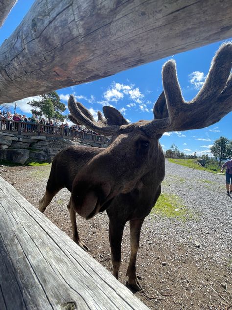 Summer Forest Aesthetic, Moose Animal, Moose Pictures, Summer Forest, Forest Aesthetic, Dark Green Aesthetic, Norway Travel, + Core + Aesthetic, Dec 7