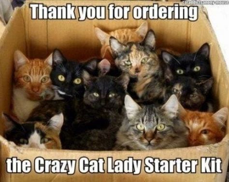 Funny Cat Captions, Crazy Cat Lady Starter Kit, Cat Captions, Lol So True, Silly Kitties, Cat Mama, Cat Quotes Funny, Cat Pictures, Humor Memes