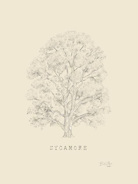 Sycamore Tree Art, Sycamore Tree Drawing, Sycamore Tree Tattoo, Sycamore Trees, Tree Plan, Sycamore Tree, Fruits Drawing, Tree Tattoo Designs, Tree Sketches