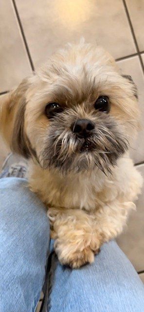 Shih Tzu Rescue | Available Dogs for Adoption Shih Tzu For Sale, Shih Tzu Facts, Shelter Dogs Adoption, Shih Tzu Asian Fusion, Shih Tzu Rescue, Shitzu Puppies, Rescue Dogs For Adoption, Dogs For Adoption, Shih Tzu Funny Meme