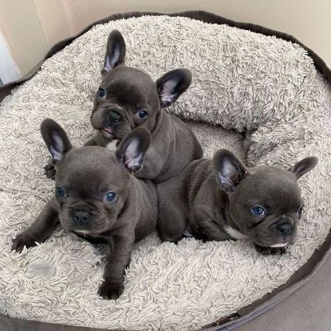 Blue French Bulldog, Blue French Bulldog Puppies, Baby French Bulldog, French Bulldog Breed, Toy Bulldog, Bulldog French, French Bulldog Funny, Bulldog Breeds, French Bulldog Gifts