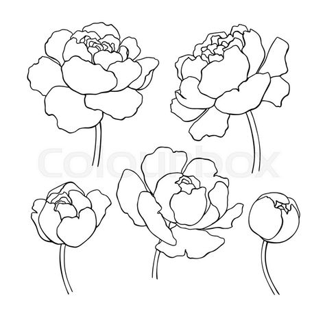 Peony line drawing. Vector hand drawn outline flower set. Simple botanical peonies countur. Black ink sketch. Great for tattoo, invitations, greeting cards, decor | Stock Vector | Colourbox on Colourbox Peony Line Drawing, Hur Man Ritar Blommor, Peony Photo, Decorative Drawing, Outline Flower, Peonies Wallpaper, Botanical Bouquet, Peony Drawing, Peony Illustration