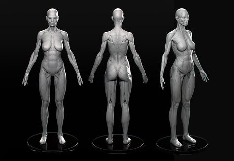 Female Anatomy by Marc Brunet | Realistic | 3D | CGSociety Women Torso Anatomy, Women Muscles, Female Arms, Girl Anatomy, 3d Anatomy, Female Body Paintings, Female Anatomy Reference, Male Figure Drawing, Anatomy References