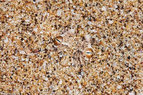 Shifty: A Peringueys Sidewinding Adder in grains of sand. General resemblance animals use ... Sea Texture, Honed Granite, Absolute Black Granite, Watercolor Paper Texture, Watercolour Texture Background, Water Background, Sand Textures, Paper Background Texture, Grain Of Sand