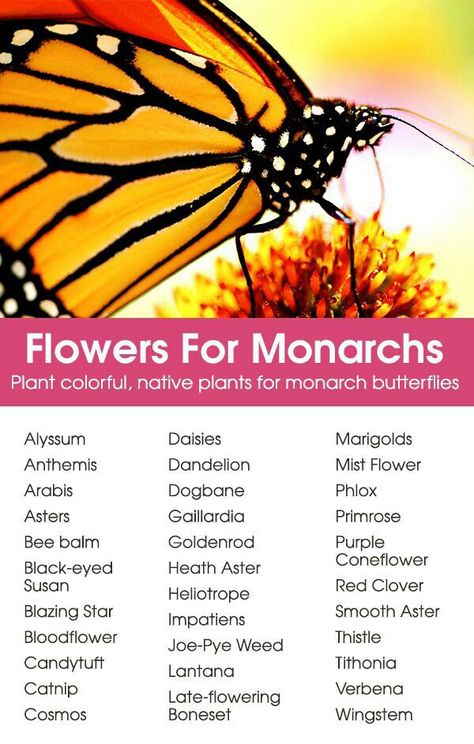 Monarch Waystation, Monarch Garden, Monarch Butterfly Garden, Butterfly Feeders, Attracting Butterflies, Butterfly Feeder, Butterfly Garden Plants, Butterfly Gardens, Butterfly Garden Design