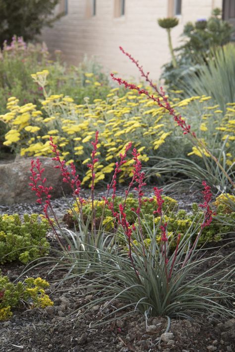 Red Yucca, Monrovia Plants, Waterwise Garden, Plant Catalogs, Water Wise, Plant Combinations, Seed Pods, Landscaping Plants, Desert Landscaping