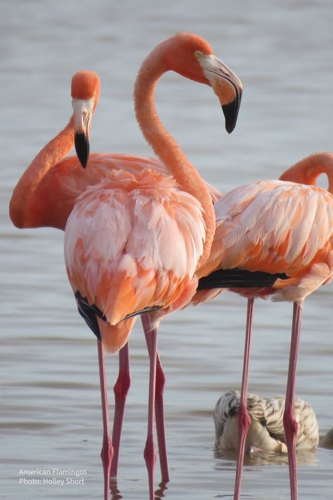 Flamingos are coming back to Florida! And we hope they're here to stay. More than 40 people counted 101 wild American Flamingos in the Sunshine State. American Flamingo, Florida Flamingo, Volunteers Needed, Pine Island, Natural Ecosystem, Nature Center, Sunshine State, The Sunshine, Wildlife Photography