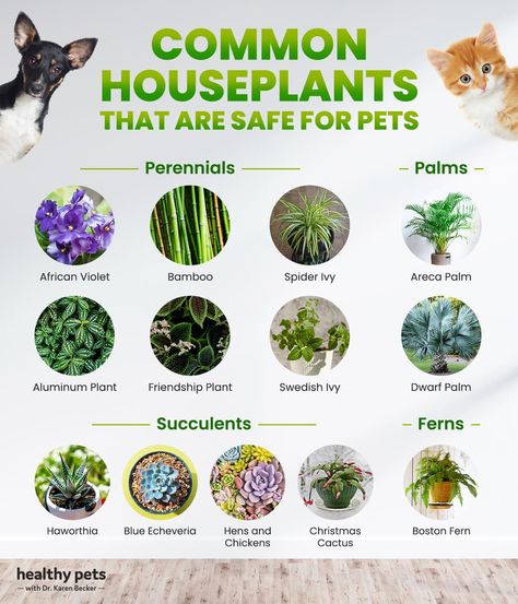 Low Light Pet Safe House Plants, Best Indoor Plants Safe For Cats, Safe Houseplants For Cats, Plants Safe For Cats, Pet Safe House Plants Cats, Non Toxic House Plants Cat, Safe House Plants, Cat Safe Plants, Plants Pet Friendly