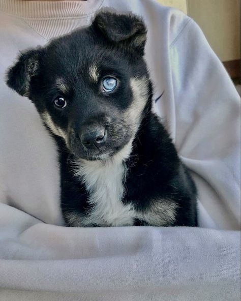 #doggie #dog #blueeye #heterochromia Dog With Heterochromia, Dogs With Heterochromia, Cute Doggos, Ooga Booga, Soft Things, Blue Eye, Husky, Cute Dogs