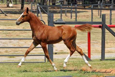 Mannhattan Red - by Mannhattan  Oldenburg, Warmblood, Foal, Jumper, Dressage, Three Day Eventing Warmblood Foal, Swedish Warmblood, Hunter Under Saddle, Mare And Foal, Warmblood Horses, Horse Trials, Akhal Teke, Hunter Jumper, Dressage Horses