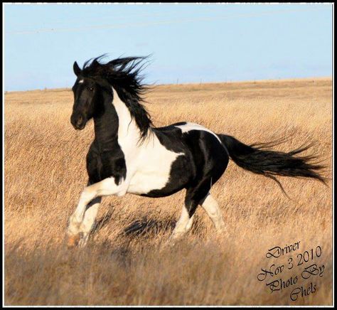 Gorgeous Wild Black and White Paint Mustang Loping on the Prairie. Black And White Paint Horse, Cheval Pie, Mustang Horses, American Paint Horse, Christmas Horse, Pinto Horse, Mustang Horse, Paint Horse, American Paint