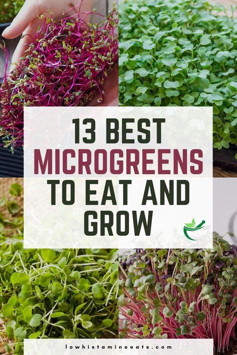 Microgreens Recipe, Low Histamine Diet, Hydroponic Farming, Growing Microgreens, Sprouting Seeds, Healthy Substitutions, Succulent Garden Diy, Hydroponic Gardening, Edible Plants