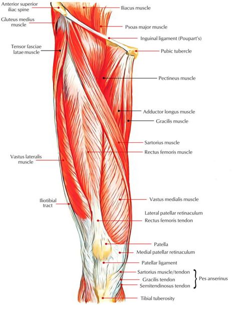 Thigh Muscle Anatomy, Leg Muscles Diagram, Leg Muscles Anatomy, Vastus Medialis, Lower Limb Muscles, Sartorius Muscle, Rectus Femoris, Muscle Diagram, Easy Notes