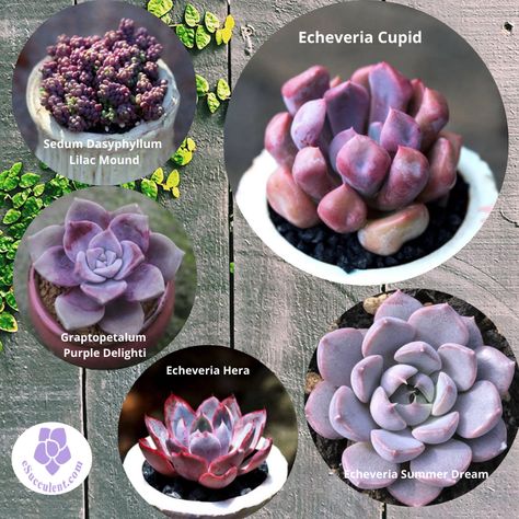 Purple Succulents Plants, Types Of Succulents Plants, Diy Succulent Terrarium, Purple Succulents, Succulent Garden Design, Gothic Garden, Types Of Succulents, Home Gardening, Succulent Terrarium