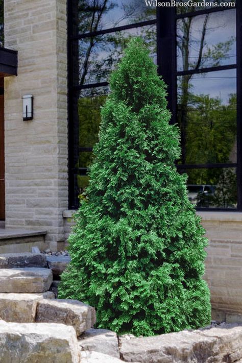 Thuja Plicata, Green Giant Arborvitae, Giant Arborvitae, Arborvitae Tree, Conifers Garden, Landscape Borders, Buy Plants Online, Green Giant, Outdoor Christmas Tree