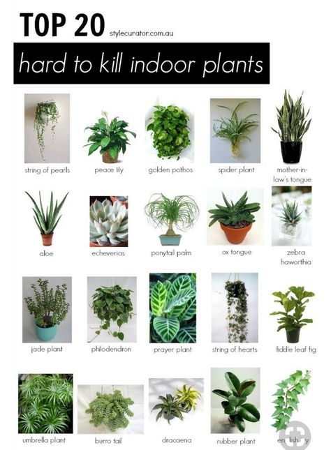 نباتات منزلية, Inside Plants, Bedroom Plants, Jade Plants, Peace Lily, Spider Plants, House Plants Indoor, Outdoor Plants, Green Plants