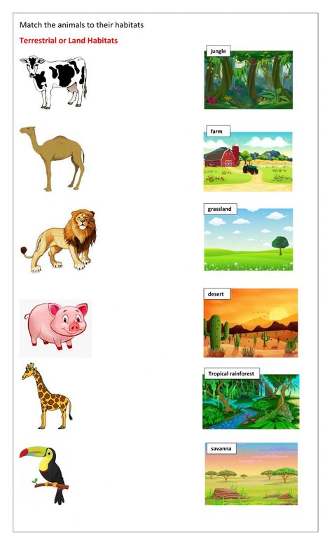 Animals In Their Habitat, Animals Habitats Activities, Habitat Activities Preschool, Animal Habitat Worksheet, Habitat Of Animals, Animal Habitats Kindergarten, Animal Habitat Sorting, Fourth Grade Science Projects, Teaching Habitats