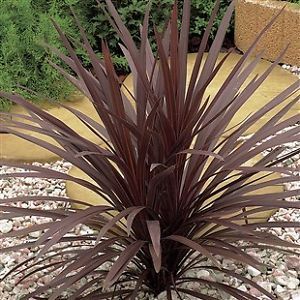 CORDYLINE AUSTRALIS RED STAR YOUNG PALM TREE PLANT SUITABLE FOR GARDEN OR TUBS | eBay Cordyline Plants, Plants For Planters, Palm Tree Plant, Front Garden Landscape, Gothic Garden, Water Fountains Outdoor, Garden Shrubs, Patio Plants, Planting Roses