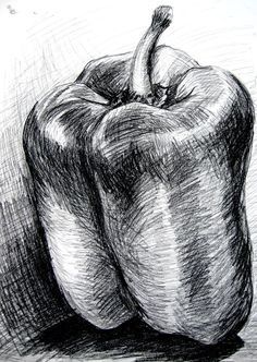 bell pepper - charcoal. Note the different directions of the marks and lines to suggest 3-D form and the build up of hatching to achieve tone. Natural Form Art, Observational Drawing, Object Drawing, Alberto Giacometti, Charcoal Art, Still Life Drawing, 3d Drawings, Drawing Projects, A Level Art